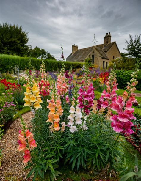 9 Simple Steps to Grow and Care for Snapdragon Flowers for Cut Flower ...