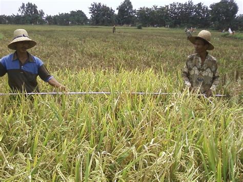 Balai Penyuluhan Pertanian Kecamatan Bpk Kecamatan Lenteng Kab