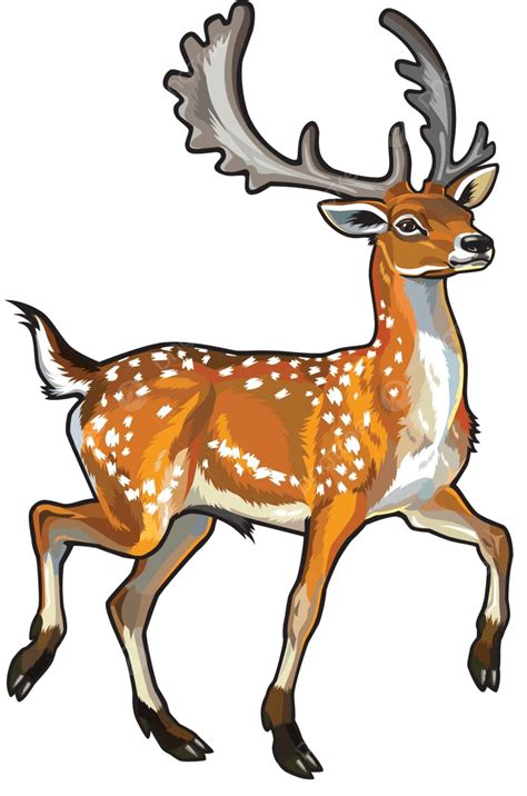 Fallow Deer Habitat Fauna Biology Vector Habitat Fauna Biology Png