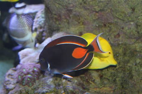 achilles tang fish  stock  pictures royalty