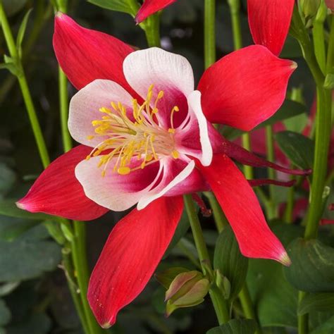 Kirigami Red White Columbine Aquilegia Caerulea Proven Winners