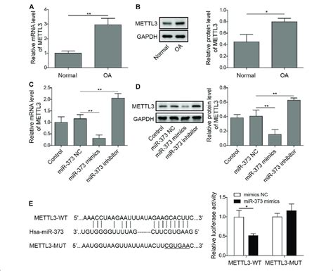 Mettl3 Was A Direct Target Of Mir 373 Ab The Expression Of Mettl3 Download Scientific