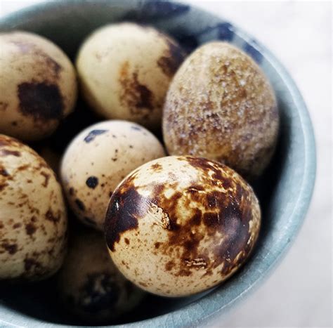 Quail Eggs - Giuseppe's Market