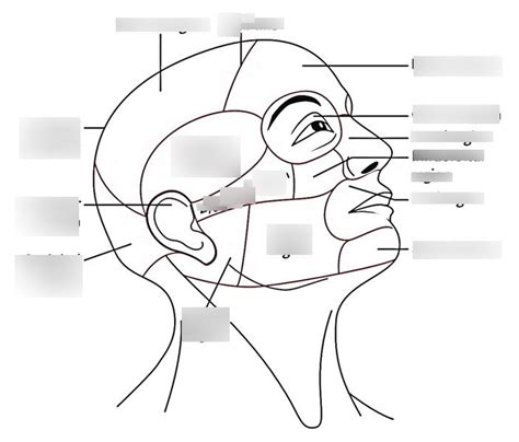 Anatomy Region Labeling Diagram Quizlet