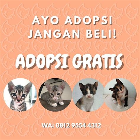 GRATIS ADOPSI KUCING DOMESTIK Perlengkapan Hewan Aksesoris Hewan Di