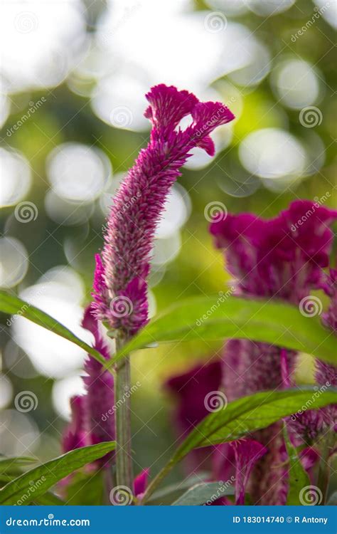 Celosia Flower Blooming In A Garden Stock Photo Image Of Species