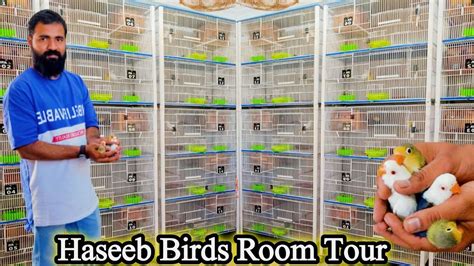 African Lovebirds Mutation Breeding Setup Visit Haseeb Birds Room