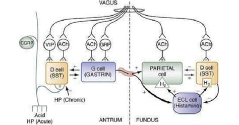 Gastric Acid Secretion - Regulation & Output - www.medicoapps.org