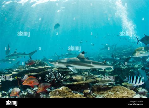 Blacktip Reef Shark Carcharhinus Melanopterus In Shallow Water On