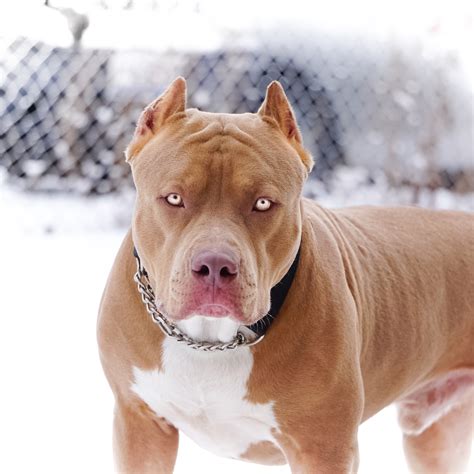 9 Things You Should Nose” About The Blue Nose Pitbull Animalso