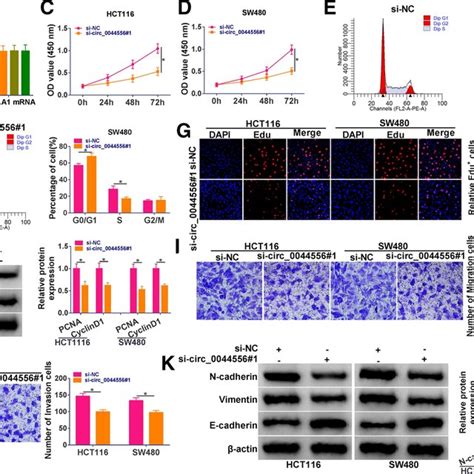 Knockdown Of Circ 0044556 Repressed The Malignant Phenotypes Of CRC