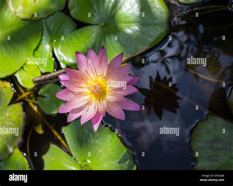 Yellow Lotus flower Stock Photo - Alamy