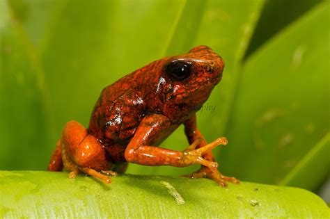 Oophaga Sylvatica Peteoxford