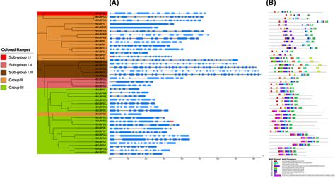 Phylogenetic Gene Structure And Conserved Motif Analysis Of All Download Scientific Diagram