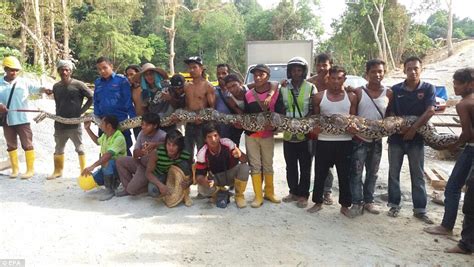 26ft Long Reticulated Python Found On Malaysias Penang Island Could