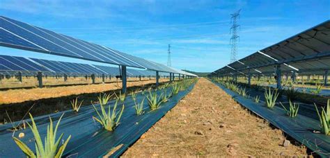 A Tarquinia Il Pi Grande Parco Agrivoltaico D Italia Costruito Da Enel