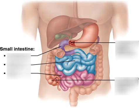 Small Intestine Diagram Quizlet