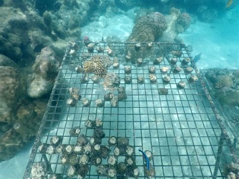 Coral RReef Restoration in Rarotonga Cook Islands Stock Image - Image of natural, biology: 113019487