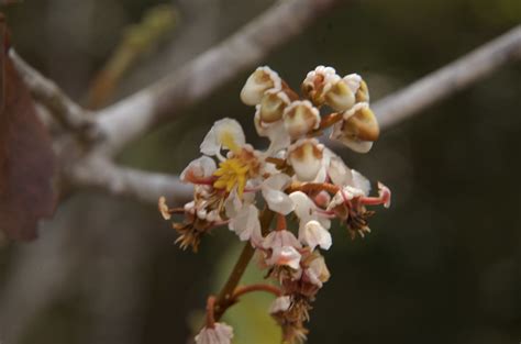 Byrsonima Gardneriana A Juss Malpighiaceae Roberto Guerra Flickr