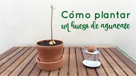 C Mo Plantar Un Hueso De Aguacate Youtube