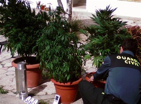 La Guardia Civil Desmantela Una Plantaci N De Marihuana En Alcal De