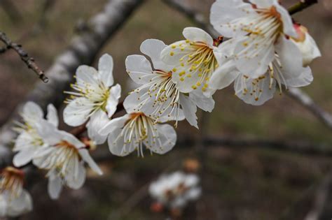 Pojavile se crna i žuta šljivina osa - Dobro Jutro