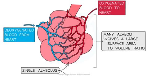 Adaptations Of The Alveoli 8 3 1 Edexcel Gcse Biology Revision