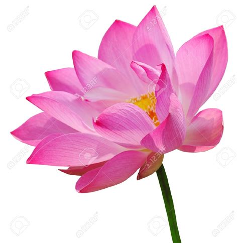 Pink lotus flower clipart 20 free Cliparts | Download images on ...