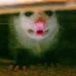 DIY Possum Control Trap, Controlling Backyard Possums