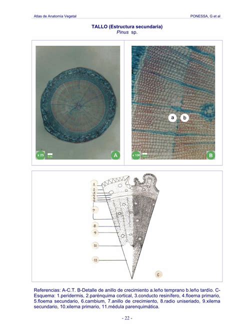 Pdf Tallo Estructura Secundaria Pinus Sp Cultivo De De