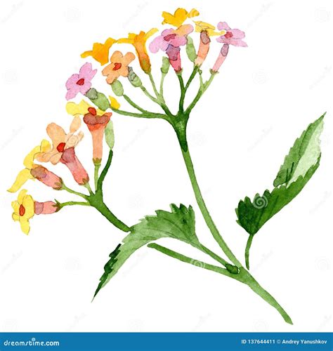 Flor Nica Floral Del Lantana Amarillo Rosado Conjunto Del Fondo De