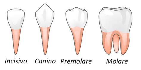 Quanti Sono I Denti La Struttura Delle Arcate Dentali Centro