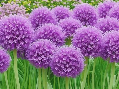 Allium Flower Meaning And Uses FloristEmpire