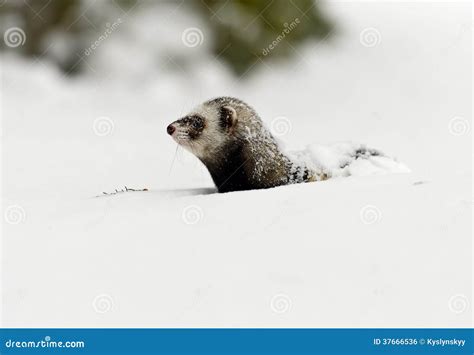 Forest Polecat Stock Photo Image Of Putorius Snow Wild 37666536