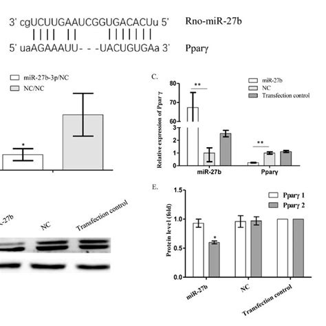 Mir 27b Promotes Expression Of Col2a1 And Inhibits Chondrocyte