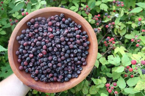 30 Black Raspberry Recipes Adamant Kitchen