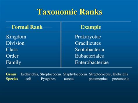 PPT Classification Of Medically Important Bacteria PowerPoint