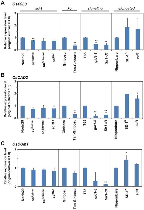 Expression Of Rice Lignin Biosynthesis Genes The Uppermost Internode