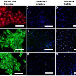 Immunofluorescence Analysis Of Hepatic Markers Immunofluorescence