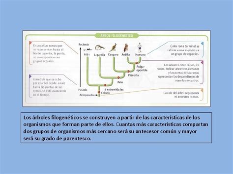 Los Arboles Filogeneticos