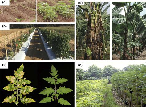 Genetic Modification To Improve Disease Resistance In Crops Esse 2020 New Phytologist