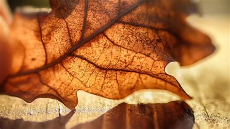 Sfondi Autunno Le Foglie Macro Natura Luce Del Sole Colori Caldi