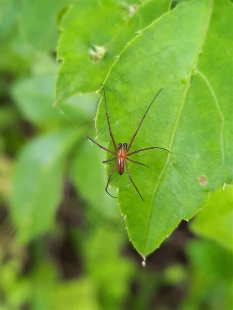 Giant Golden Orbweaver From Lantau Island Hong Kong On November 08