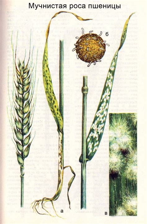 Болезни пшеницы - AgroFlora.ru