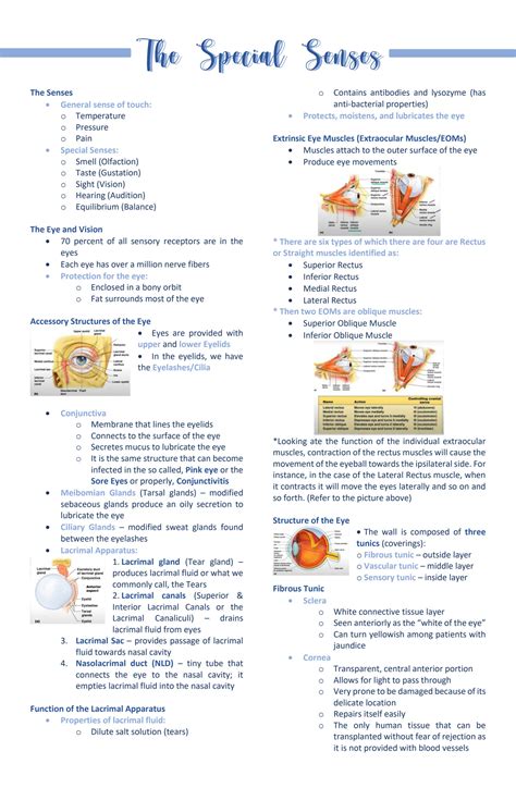 Solution Anatomy And Physiology The Special Senses Notes Studypool