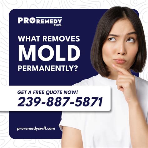 How To Remove Mold From Walls Southwest Fl Pro Remedy