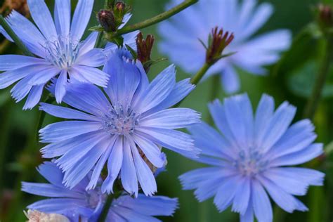 How To Grow Chicory Cichorium Intybus Gardeners Path