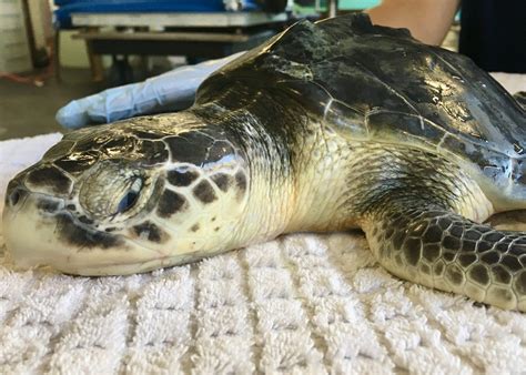 Clearwater Marine Aquarium Successfully Rehabs Releases Critically