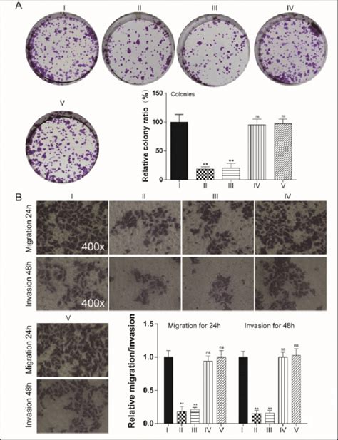 Regulation Of Kcnq Ot Mir Ccne Affected Mcf Proliferation And