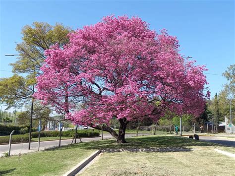 La Belleza De Los Lapachos En Flor | TeleFlor